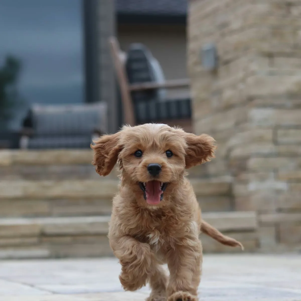 Litter Box Training for Puppies: A Personal Approach
