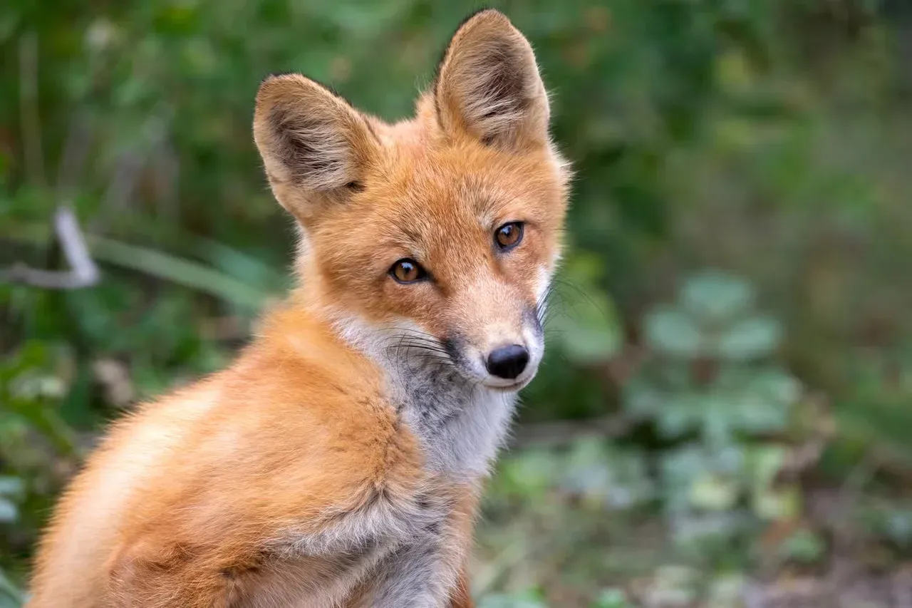A curious young red fox in the woods.