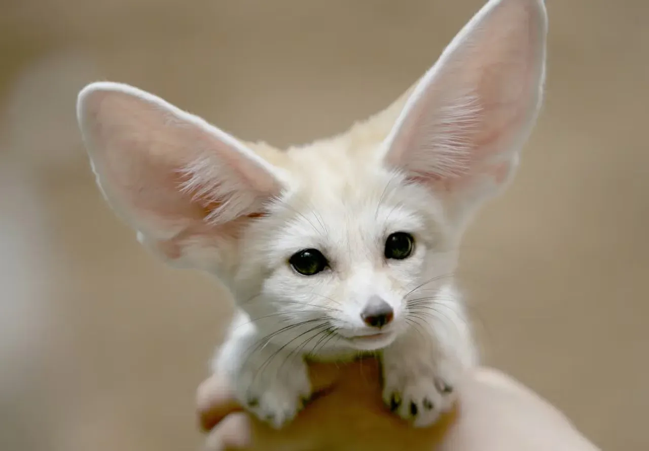 An adorable little fennec fox.