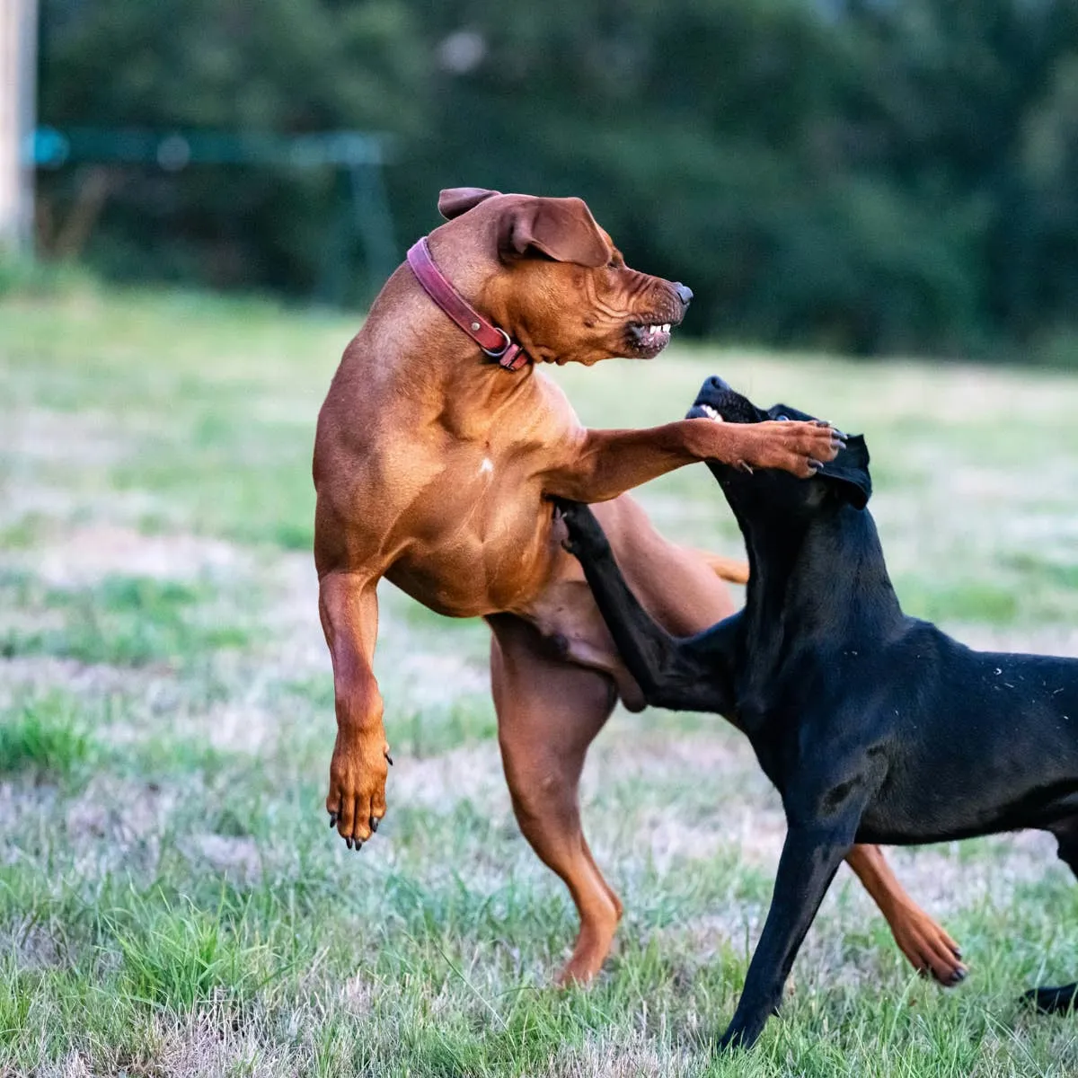 Understanding Canine Aggression: A Comprehensive Guide to Dog-on-Dog Reactivity