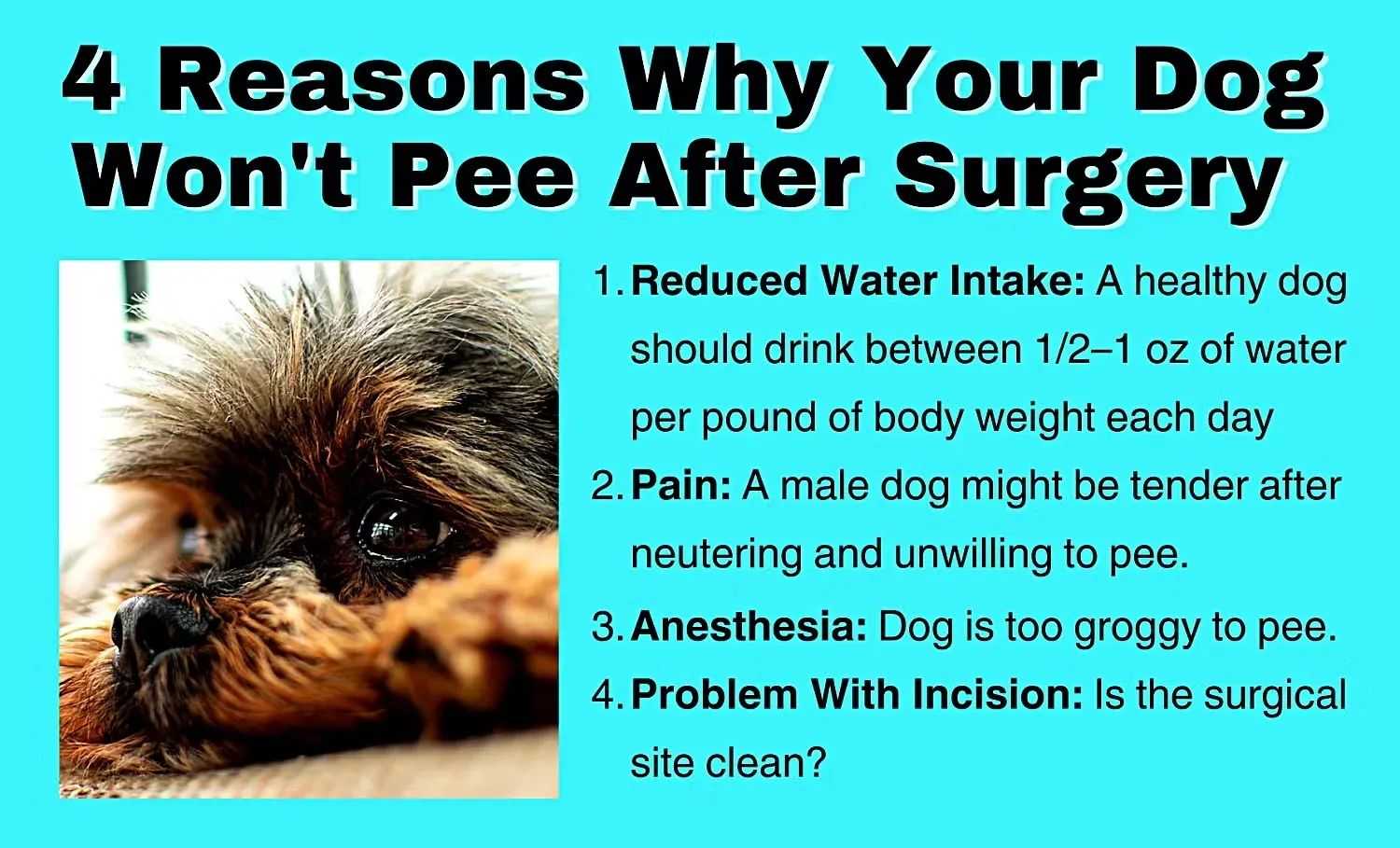 4 Reasons Why Your Dog Won't Pee After Surgery Infographic