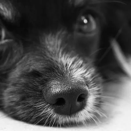 Canine Sun Signs: How Zodiac Traits Shape Your Dog's Behavior