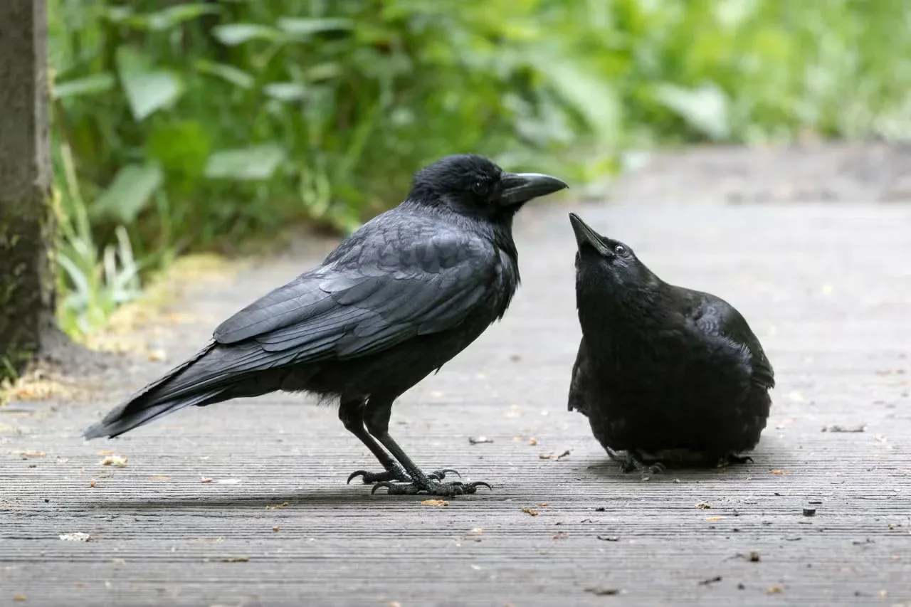 Two friendly crows palling around.