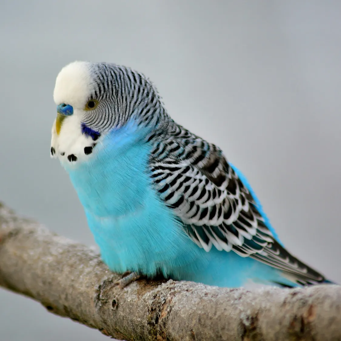 A Complete Guide to Raising a Healthy Pet Budgie