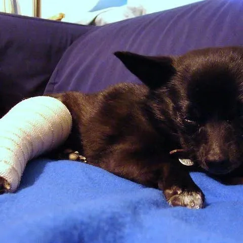 Detecting and Handling Suspected Bone Fractures in Dogs