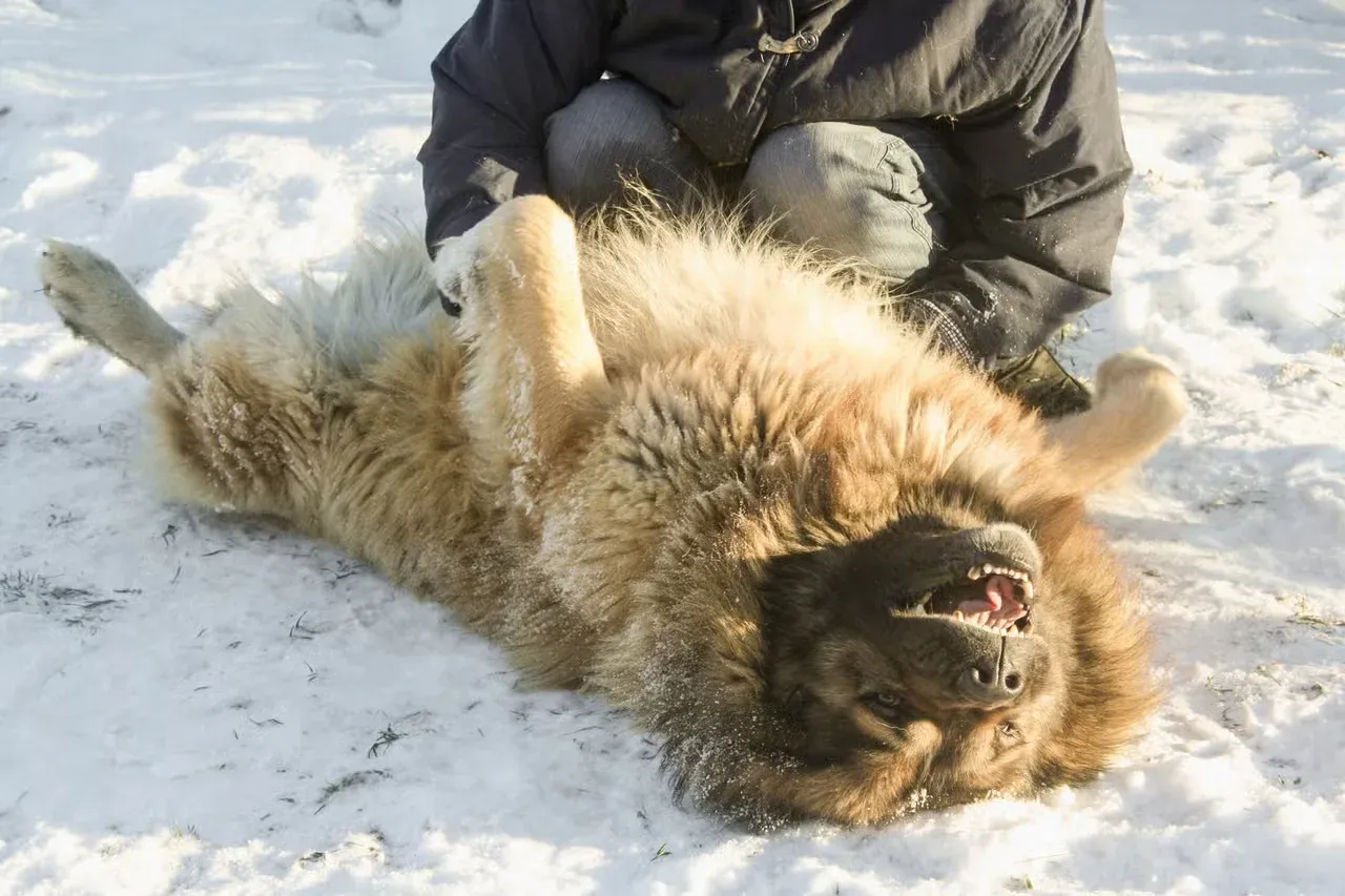A Caucasian Ovcharka getting belly rubs.