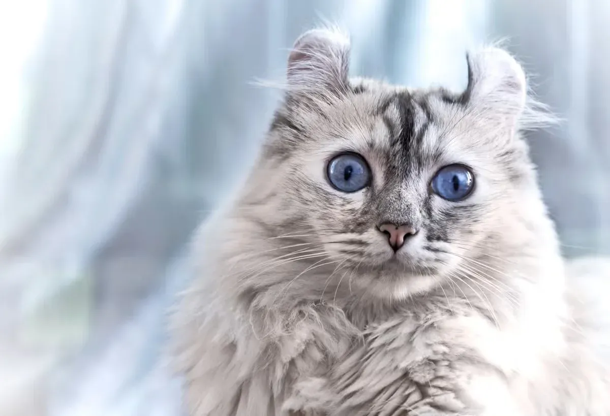 American Curls have cute ears that stand out, just like Scottish Folds.