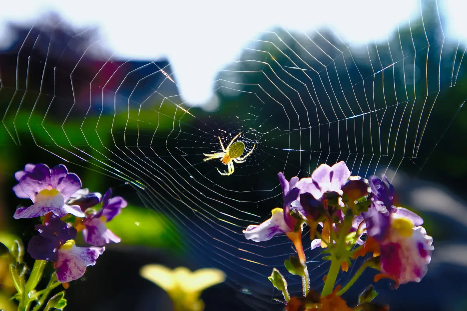A mythical looking spider on a web.
