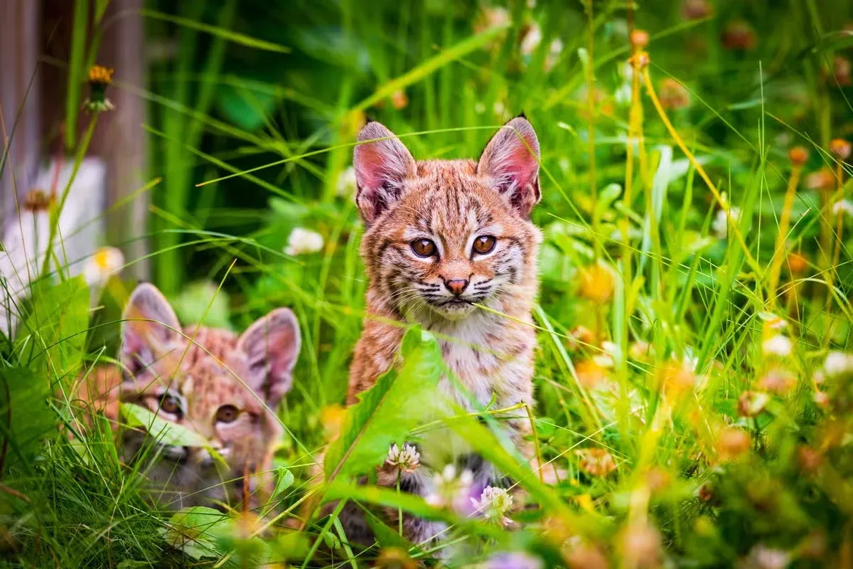 Bobcat cubs kittens in tall grass and wild flowers.