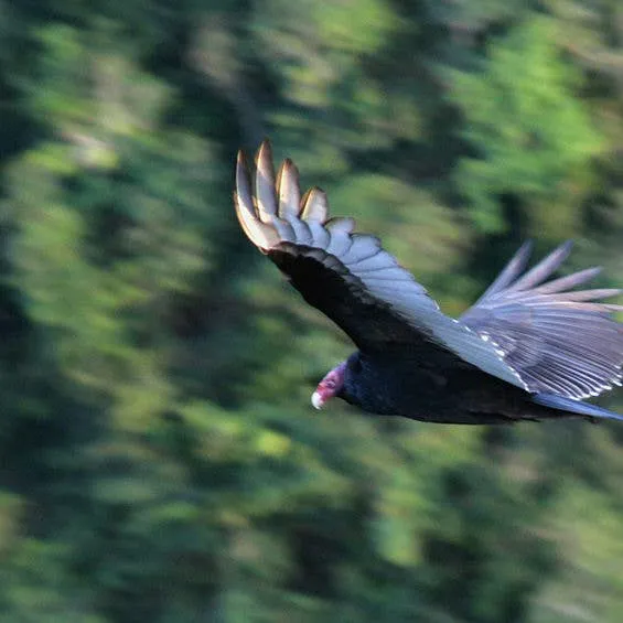 The Misunderstood Turkey Vulture: Nature's Cleanup Crew