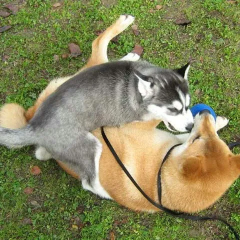 Effective Ways to Soothe an Overly Energized Puppy