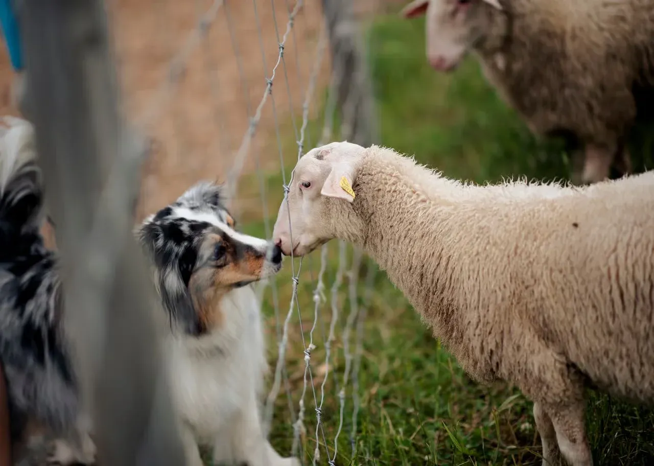 A sheep and a farm dog touching noses.