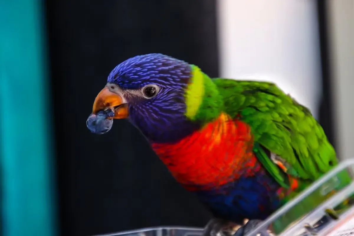 A pet rainbow lorikeet with a cute pet name eating a blueberry.
