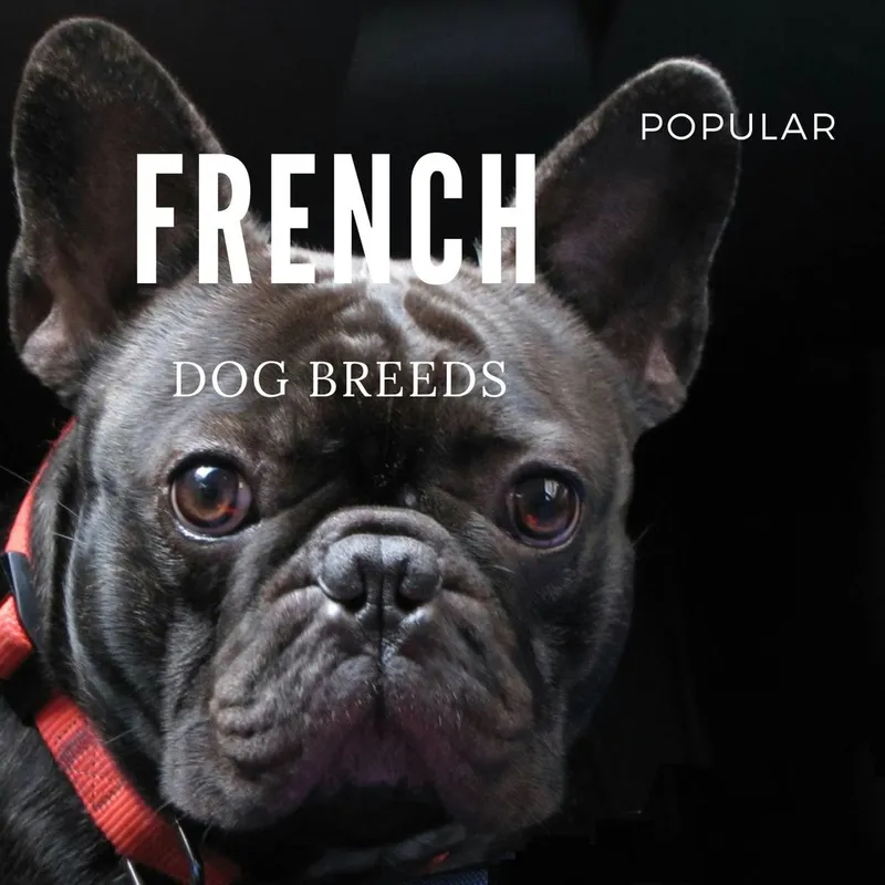 Five French Canine Breeds Worth Knowing: From Papillons to Dogues de Bordeaux