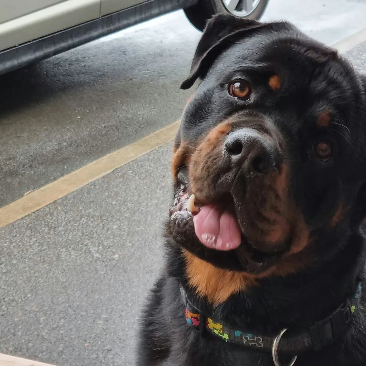 Training and Socializing Your Rottweiler: A Guide to Preventing Aggression