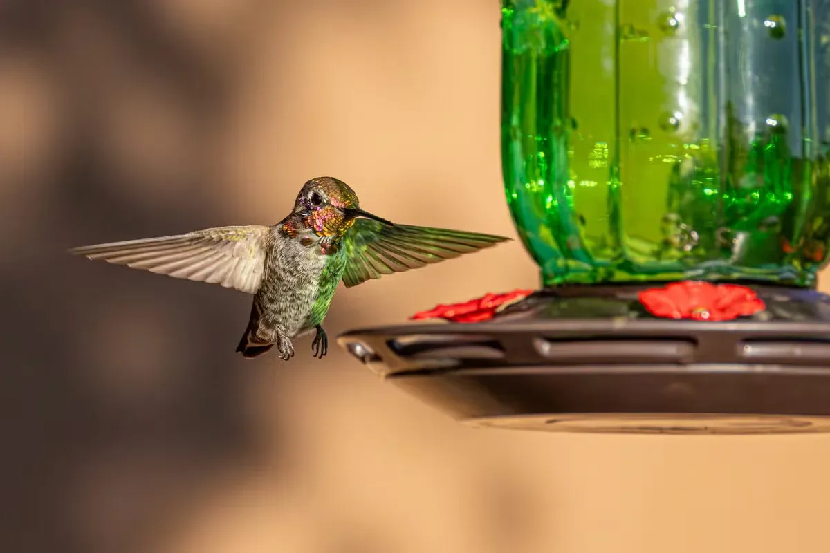 A clean feeder can give hummingbirds an extra source of energy during migration.