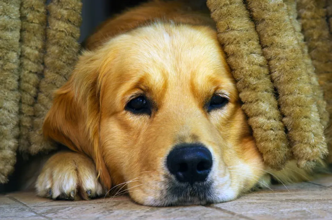 Sad-looking Golden Retriever