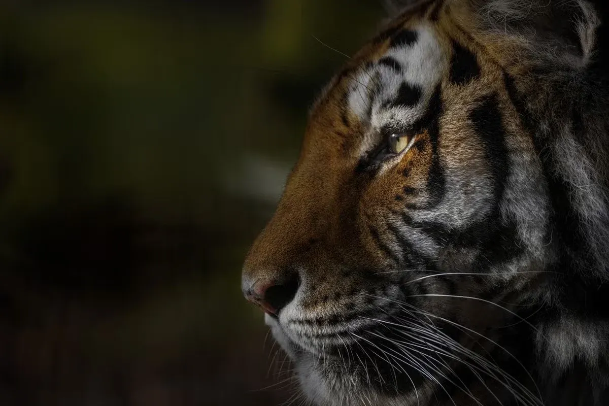 A side profile of a tiger.