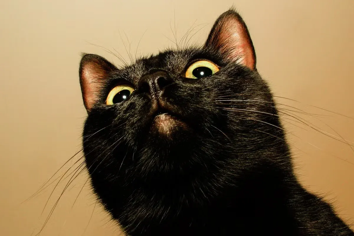 A black cat making a hilariously dramatic expression.