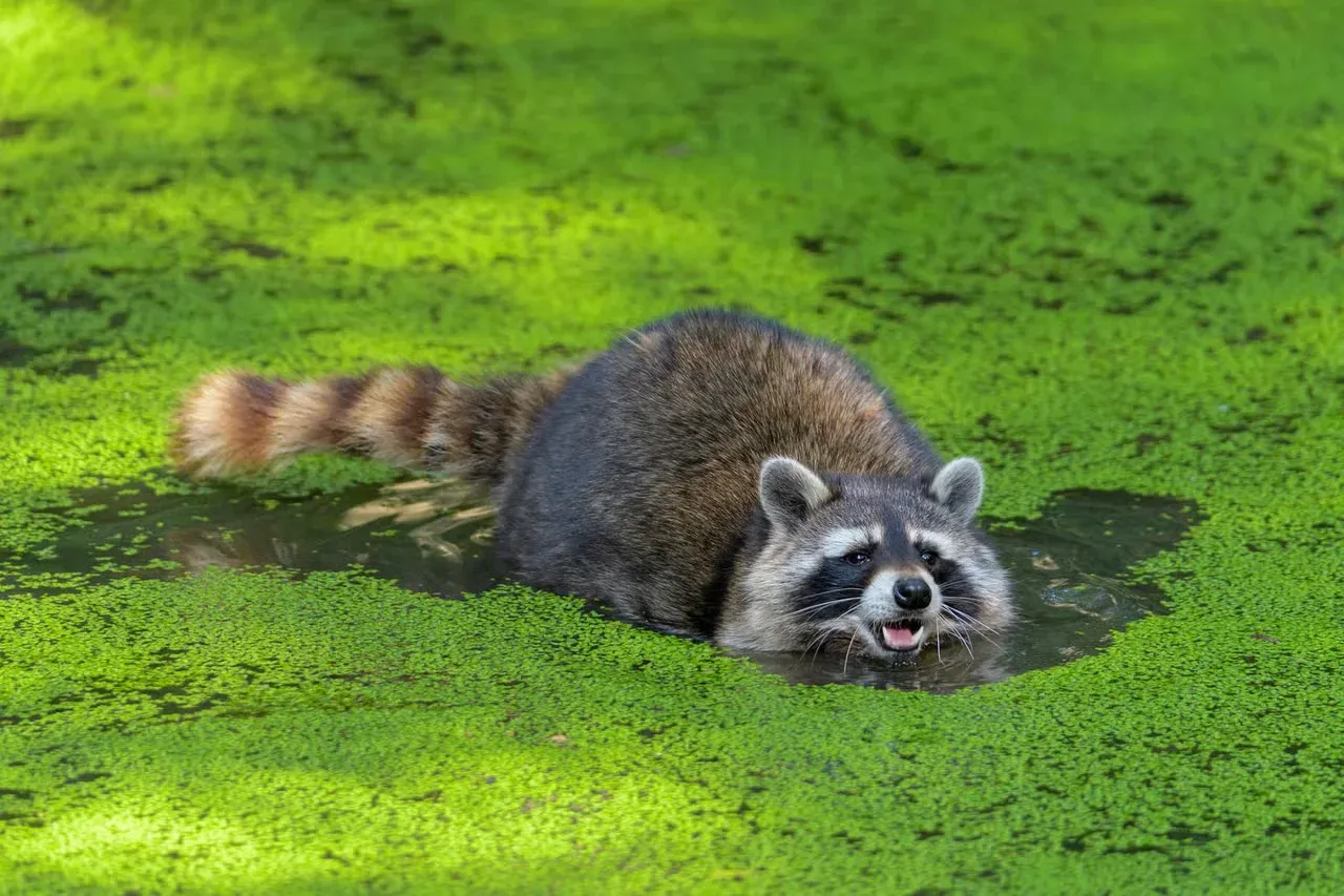 A raccoon swimming through a swamp.