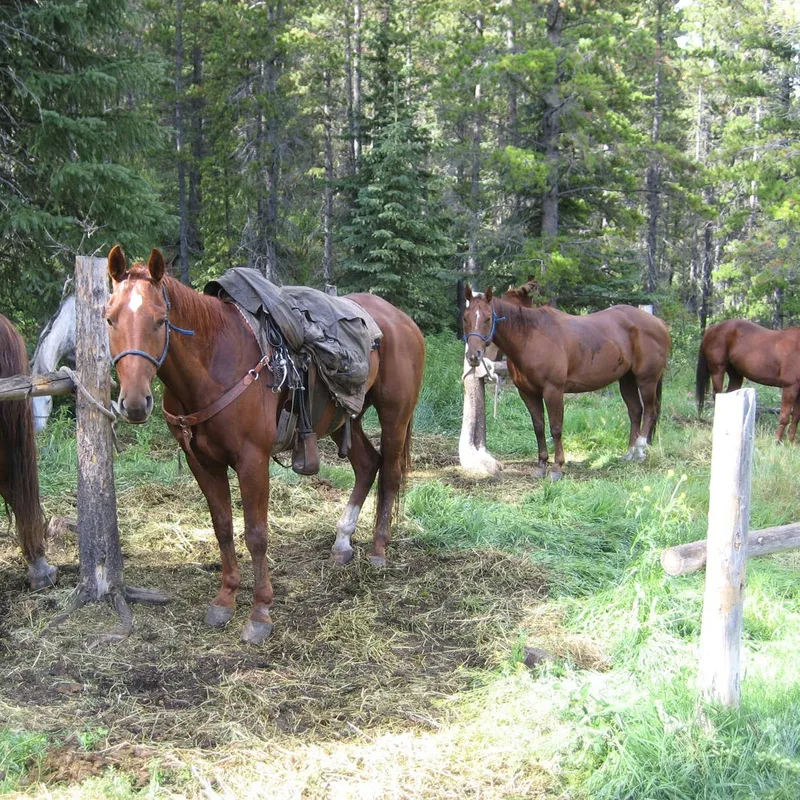 Understanding Equine Bucking: Triggers and Solutions