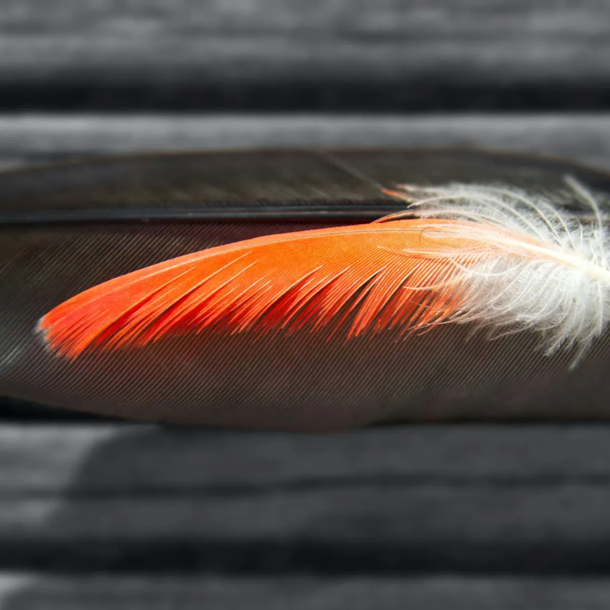 Managing Broken Blood Feathers: Plucking Versus Styptic Powder