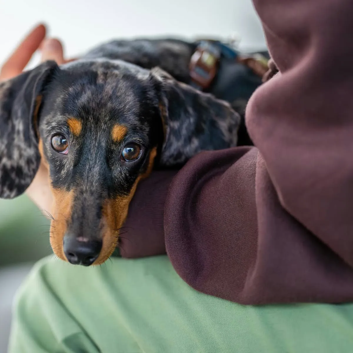 Dodger the Dachshund Sports a Mask-Like Marking That Has Social Media Smitten