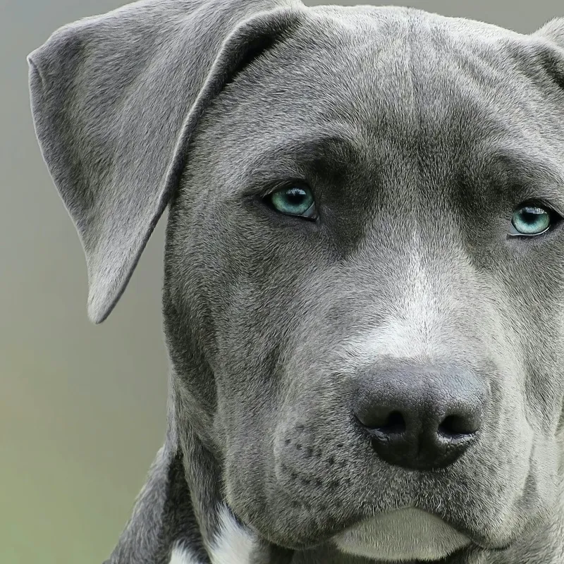 Recognizing and Managing Hives (Urticaria) in Dogs