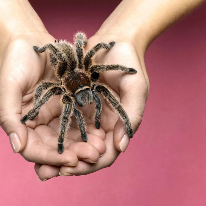 Over 150 Unique Spider Names: From Hilarious to Hair-Raising