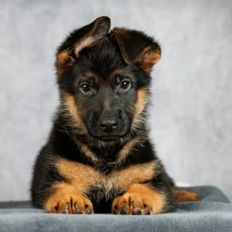 German Shepherd Pup Delivers a Stuffed-Duck 'Greeting' to Her Owner