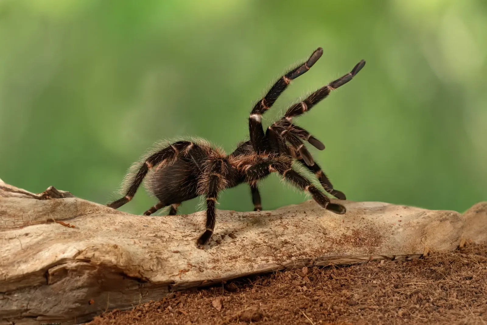 A tarantula on a rock.