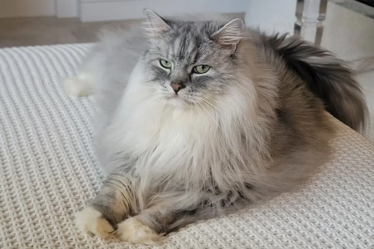 The Ragamuffin is one of the cat breeds most similar to Ragdolls.