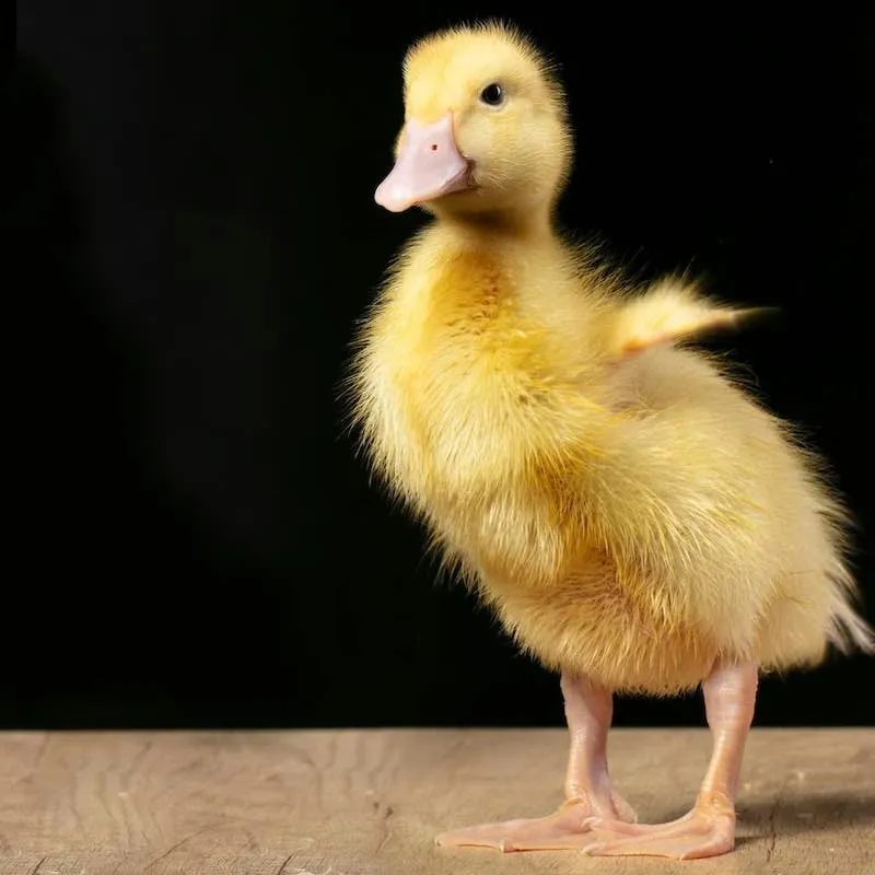 Duckling Once Alone at Tractor Supply Finds a Home and Wins Over TikTok