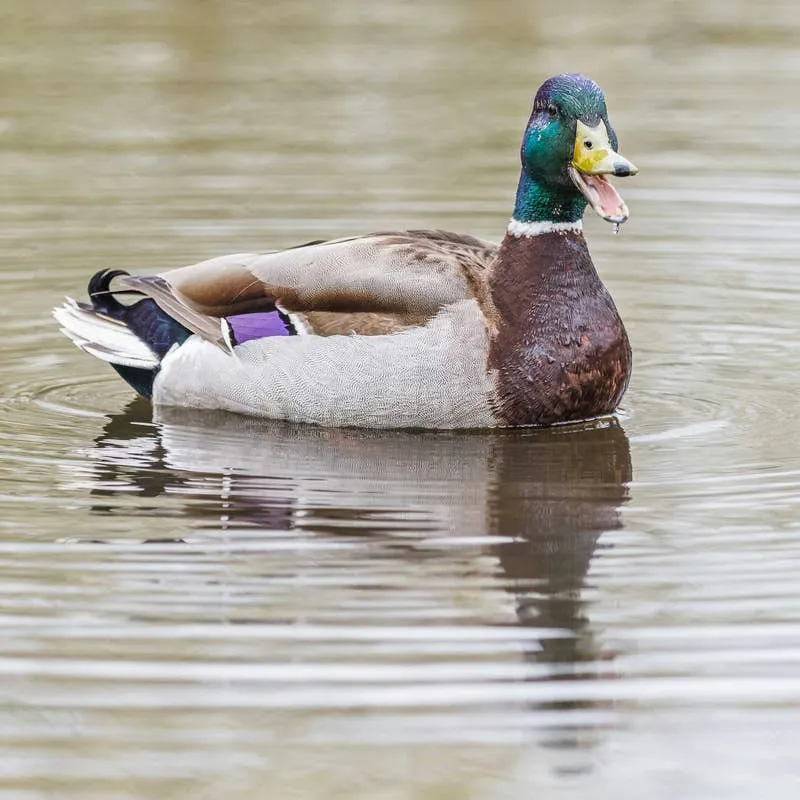 More Than 250 Duck Name Ideas: Quirky, Adorable, and Hilarious