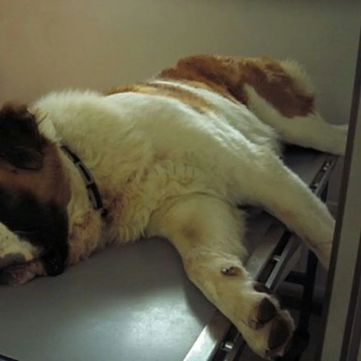 Natural Approaches to Managing Dog Lameness at Home