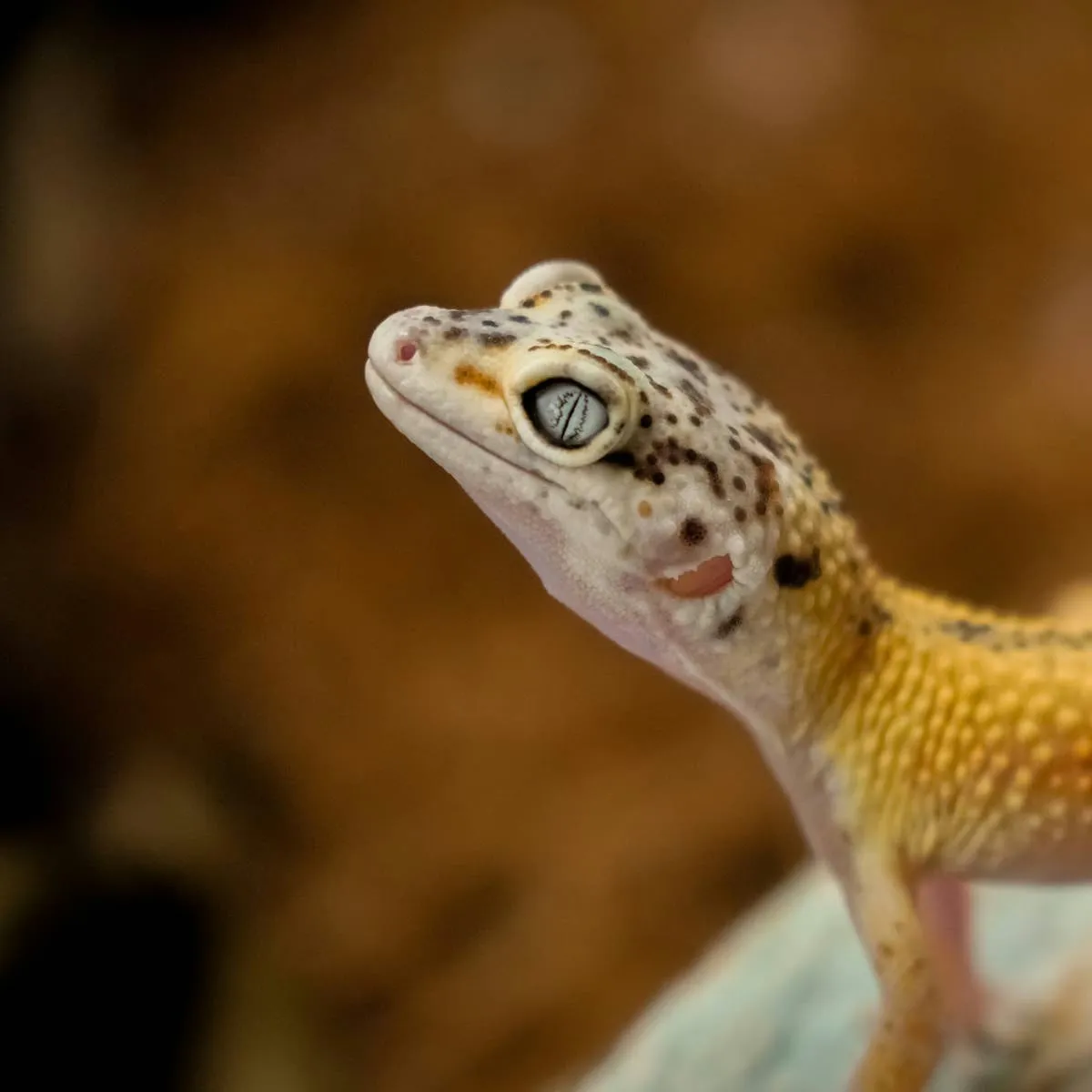 Gecko Nose Sore: Causes, Home Care, and When to See a Vet