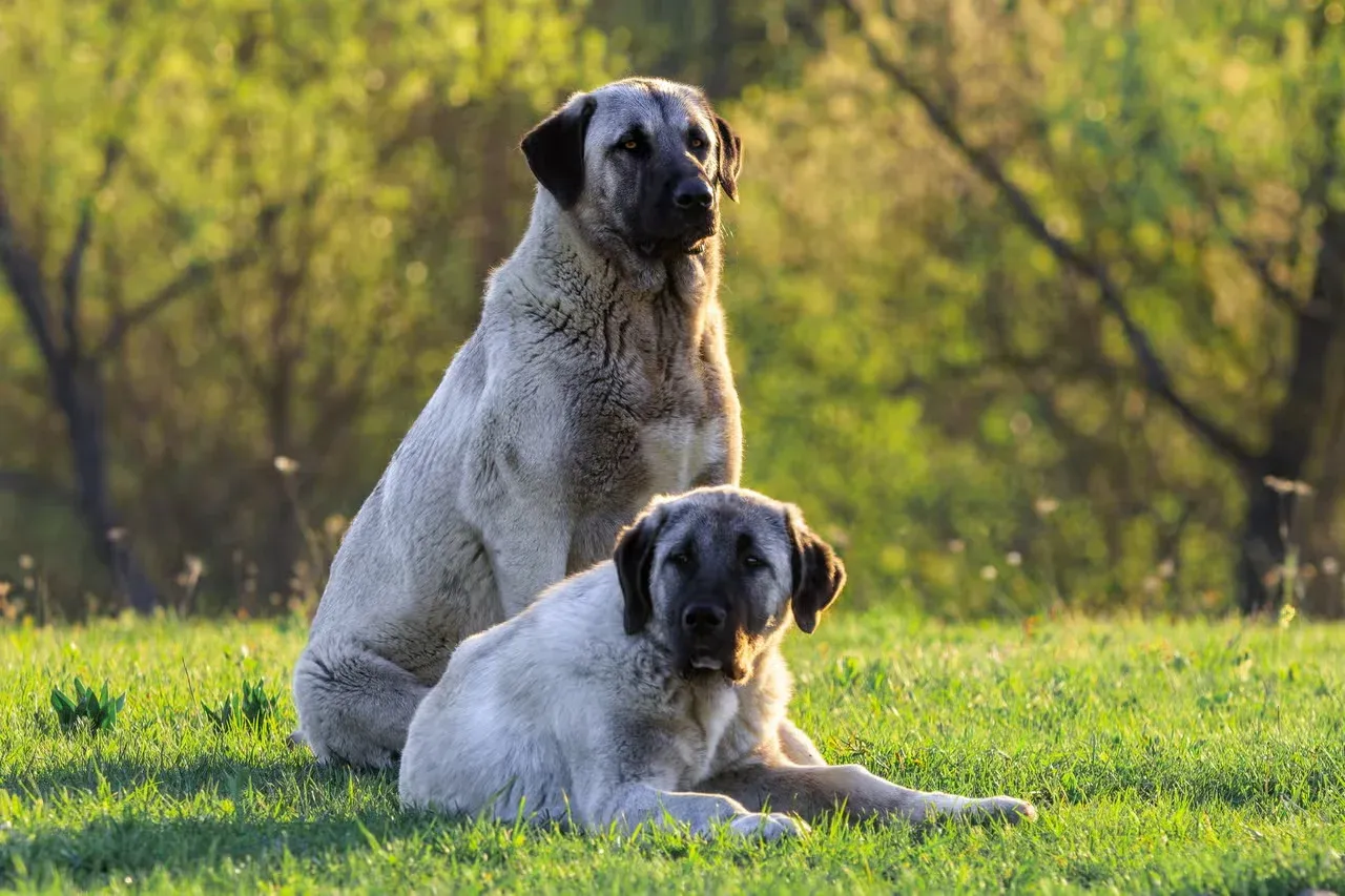 A pair of Kangal (Anatolian Shepherd) dogs relaxing side by side.