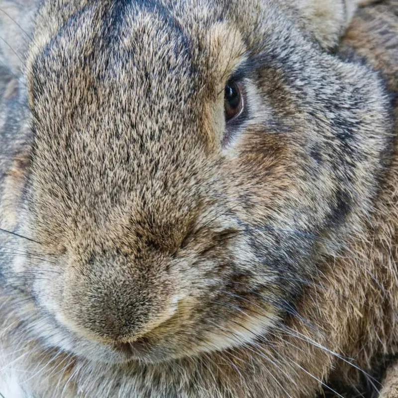 Flemish Giant Rabbit Named Winnie Celebrates Seeing Her Mom with Happy Binkies