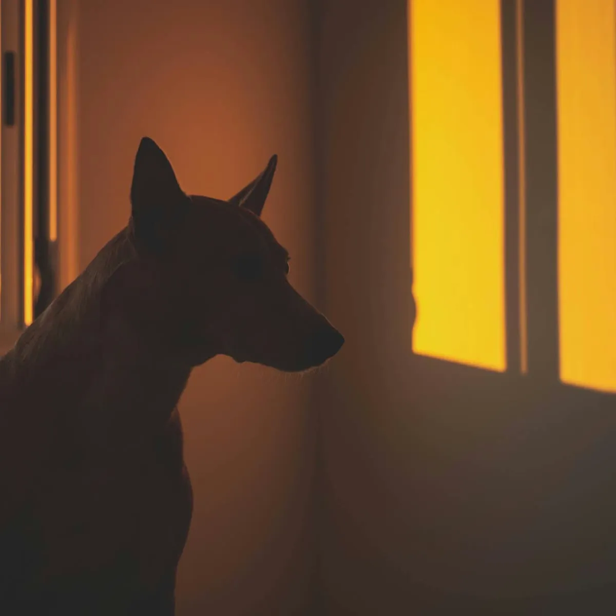 Aggression in a 3-Year-Old Dog: What Options Are Available to an Owner?