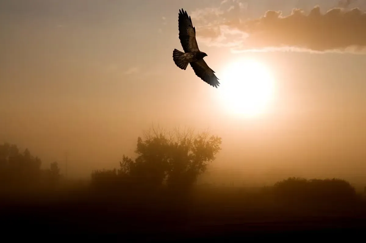 Some cultures view hawks as powerful symbols of guidance or protection.