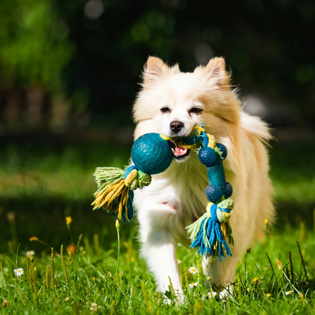 Understanding Why Female Dogs Whine While Holding Toys