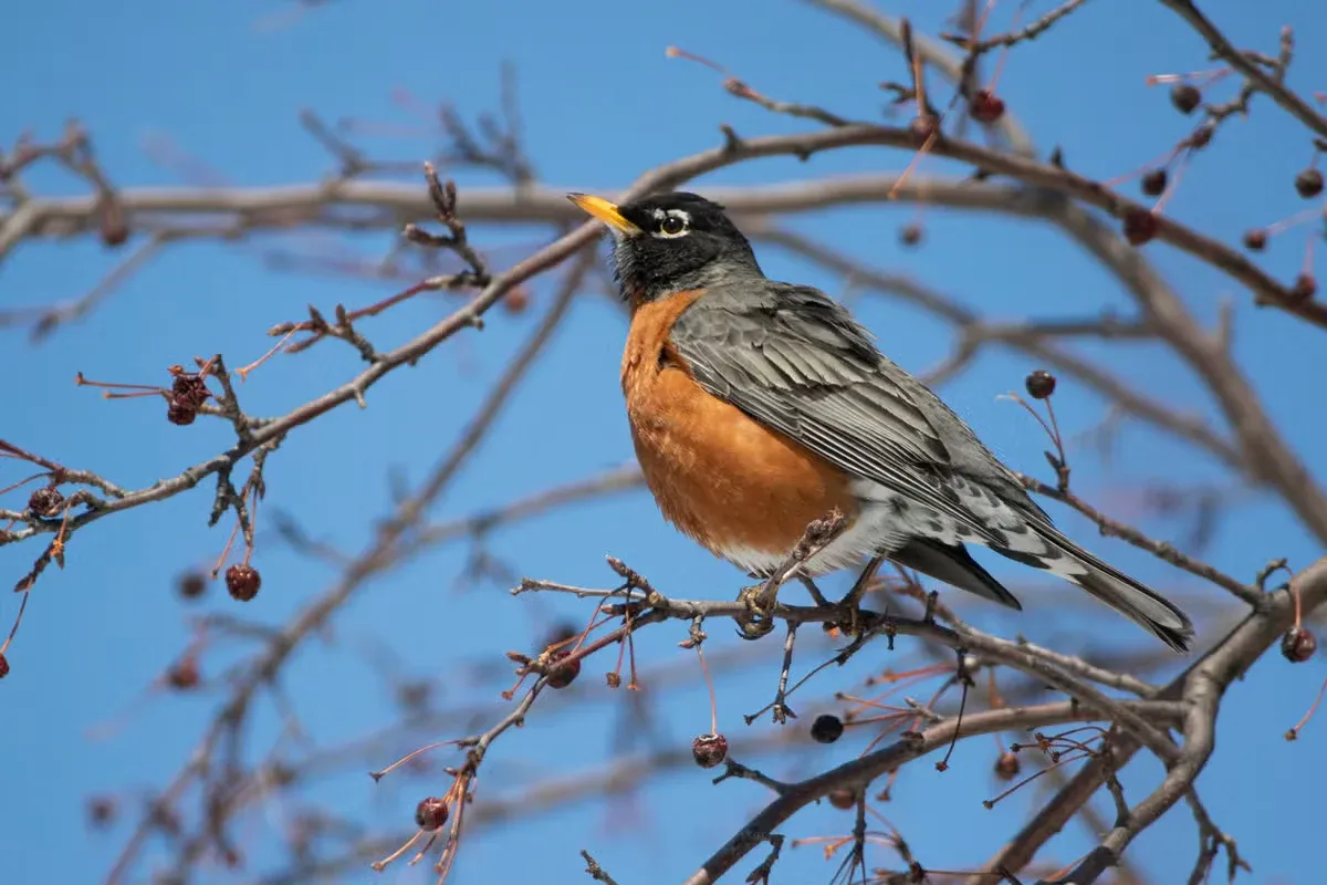 An American robin searches for food in a backyard.