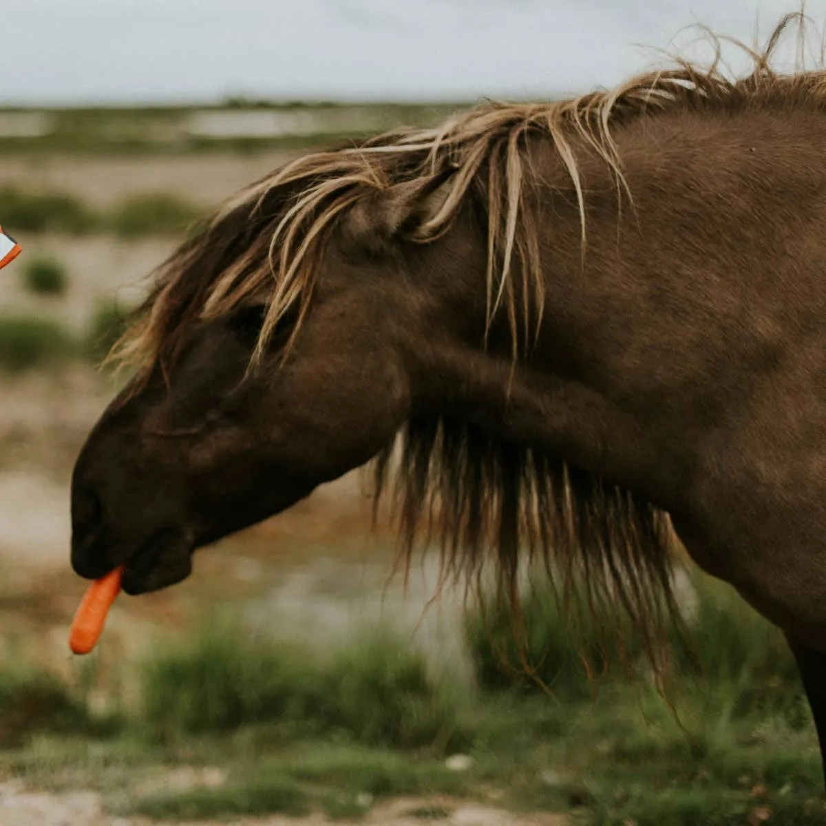 What Does It Take to Be a Therapeutic Riding Horse?