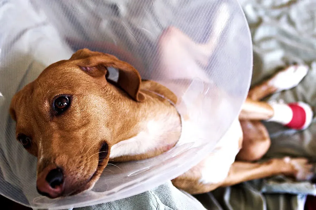 Bandaged and Coned Dog