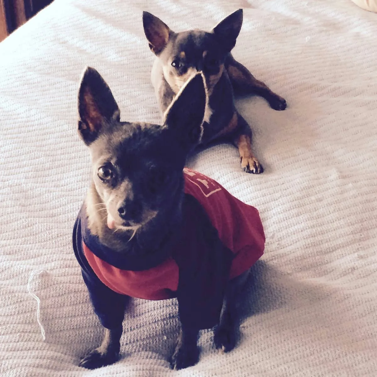 Can Dogs Experience Depression After Losing a Canine Companion?