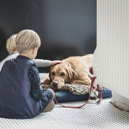 How Companion Animals Benefit Early Childhood Development: Eight Key Advantages