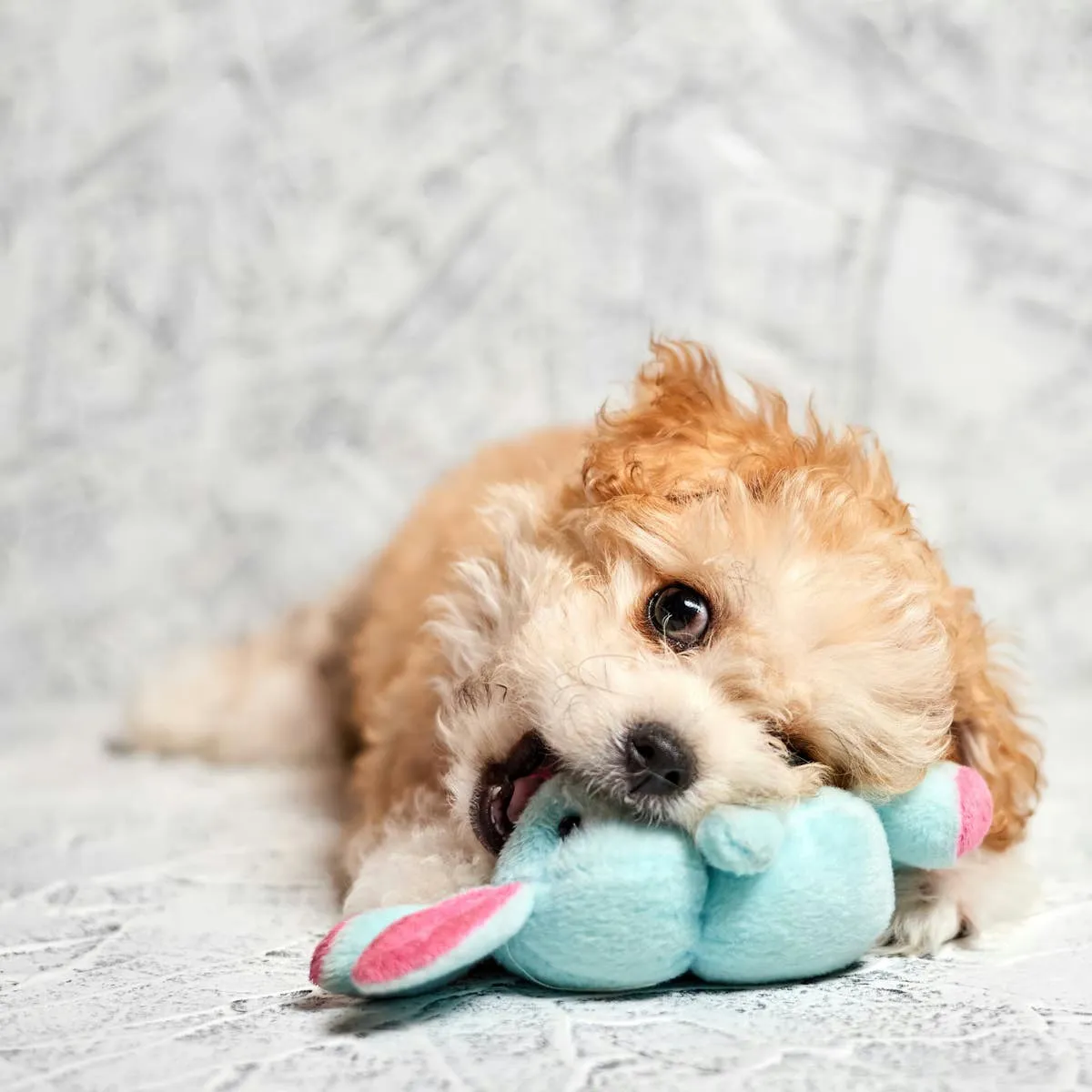 Disney's Holiday Stitch Plush Becomes a Seasonal Hit in the Dog Toy Aisle