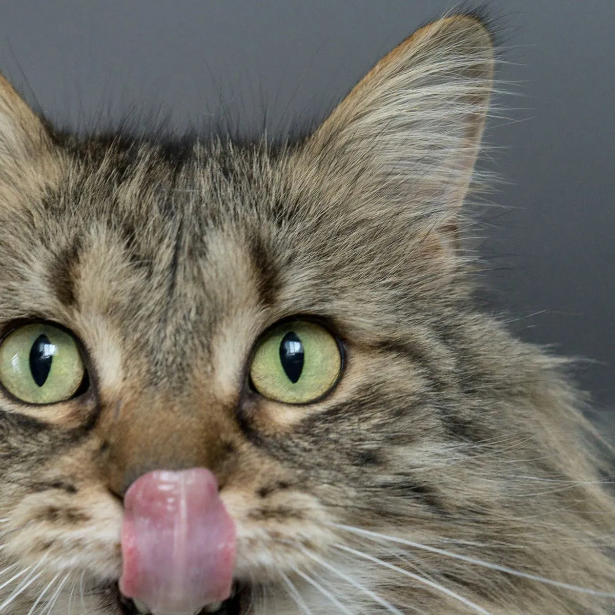 Why Is My Cat Drooling So Much? 12 Causes and Home Care Tips