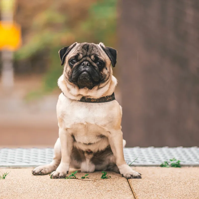 The Hidden Toll of Purebred Dogs: Health Problems Linked to Extreme Breeding