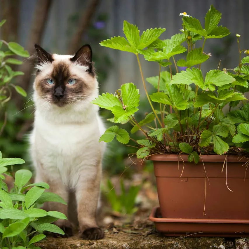 Vet-Recommended Feline Alternatives for Ragdoll Enthusiasts